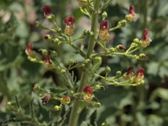 Scrophularia desertorum