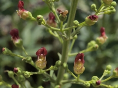 Scrophularia desertorum