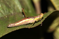 Euschmidtiidae