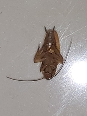 Blattella germanica
