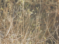 Carpodacus pulcherrimus