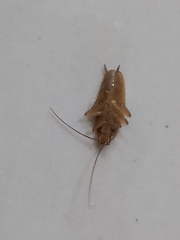 Blattella germanica