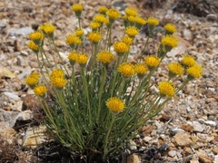 Erigeron bloomeri bloomeri