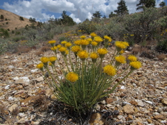 Erigeron bloomeri bloomeri