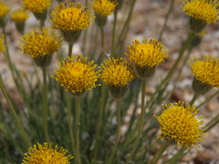 Erigeron bloomeri bloomeri