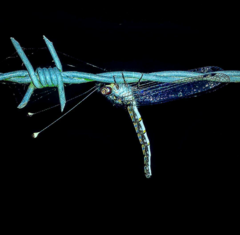 Suhpalacsa lyriformis