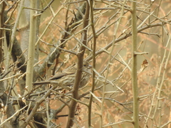 Carpodacus