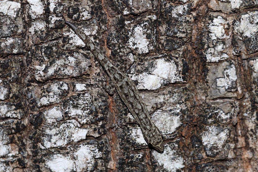 Scheffler's Dwarf Gecko