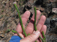 Sorocephalus lanatus