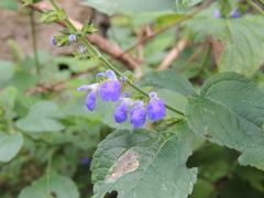 Salvia longispicata