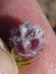 Sorocephalus lanatus