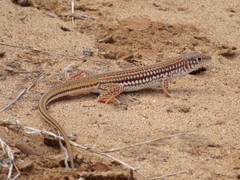Latastia longicaudata