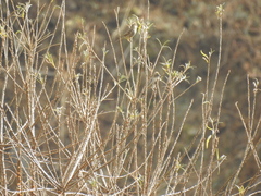 Carpodacus pulcherrimus