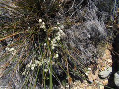Agathosma pubigera