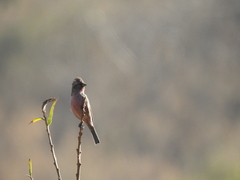 Carpodacus pulcherrimus