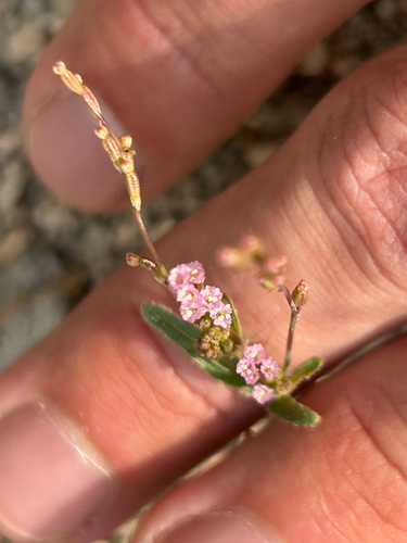 Torrey's spiderling (Boerhavia torreyana)