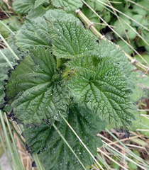 Urtica australis
