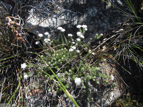 Phylica aemula (Phylica aemula)