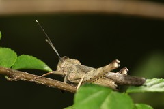 Abisares viridipennis