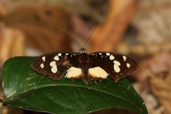 Aterica galene