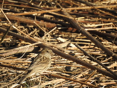 Carpodacus pulcherrimus