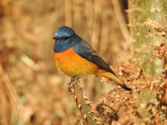 Phoenicurus frontalis