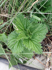 Urtica australis