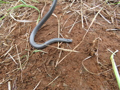 Aparallactus lunulatus