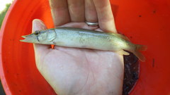 Esox americanus