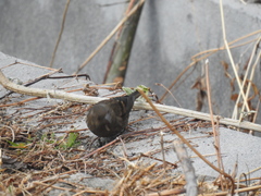 Procarduelis nipalensis