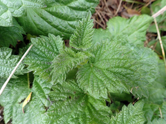 Urtica australis