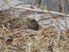 Procarduelis nipalensis