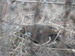 Trochalopteron imbricatum