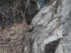 Trochalopteron imbricatum