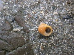 Cantharidus dilatatus