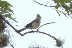 Ptiliogonys cinereus