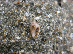 Amalda depressa