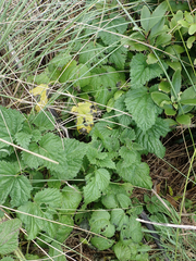 Urtica australis