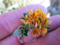 Aspalathus securifolia