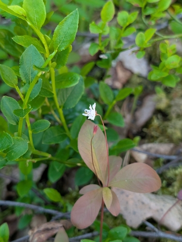 Arctic Starflower