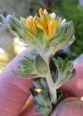 Aspalathus securifolia