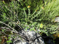 Aspalathus securifolia