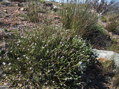 Sorocephalus lanatus