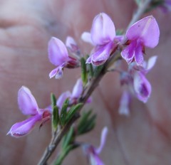 Indigofera concava