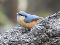 Sitta himalayensis