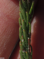 Sorocephalus lanatus