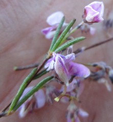 Indigofera concava