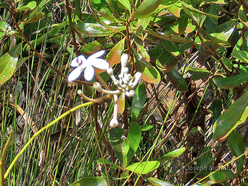 Eriaxis rigida