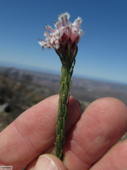 Sorocephalus lanatus