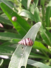 Cochlicella